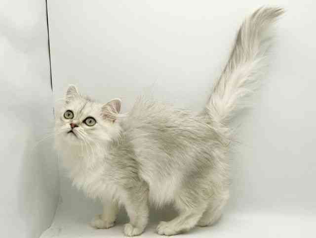 大阪府のペルシャ (ひごペットフレンドリーみのおキューズモール店/2026年1月10日生まれ/女の子/チンチラシルバー)の子猫の3枚目の画像