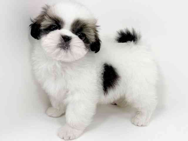 京都府のシーズー (ひごペットフレンドリーイズミヤショッピングセンター八幡店/2026年1月18日生まれ/男の子/ホワイトゴールド)の子犬の3枚目の画像