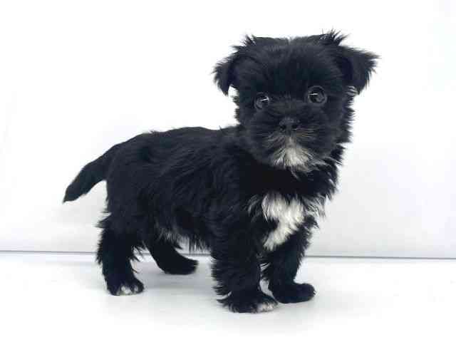 兵庫県のマルキー/マルヨーキー(マルチーズ×ヨークシャーテリア) (ひごペットフレンドリーイオンタウン加古川店/2026年1月18日生まれ/女の子/ブラックホワイト)の子犬の3枚目の画像