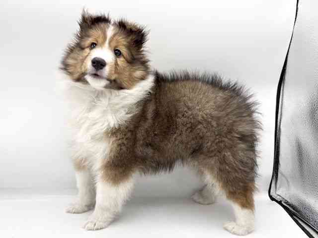 大阪府のシェットランドシープドッグ (ひごペットフレンドリーららぽーとEXPOCITY店/2026年1月19日生まれ/女の子/セーブルホワイト)の子犬の3枚目の画像