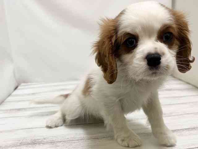和歌山県のキャバリアキングチャールズスパニエル (ひごペットフレンドリーパームシティ和歌山店/2026年1月18日生まれ/男の子/ブレンハイム)の子犬の3枚目の画像