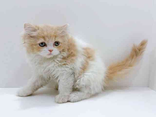 広島県のスコティッシュフォールド (ひごペットフレンドリーフジグラン神辺店/2026年1月12日生まれ/女の子/クリームタビーホワイト)の子猫の3枚目の画像