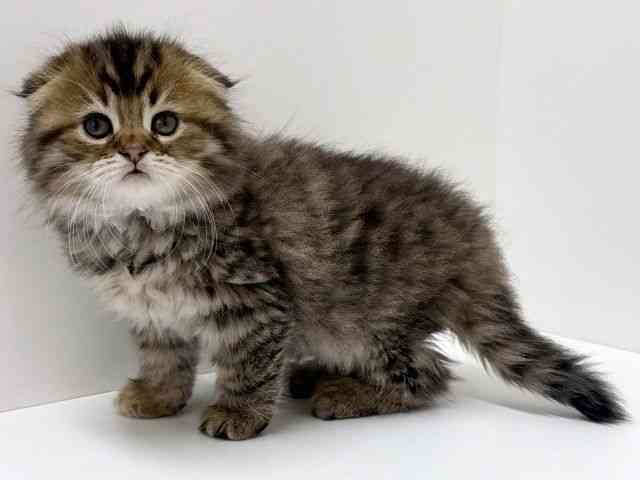 大阪府のスコティッシュフォールド (ひごペットフレンドリーくずはモール店/2026年1月12日生まれ/女の子/ブラウンタビーホワイト)の子猫の3枚目の画像