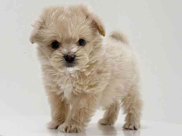 奈良県のポメプー(ポメラニアン×プードル) (ひごペットフレンドリーイオンモール橿原ウエスト・ビレッジ店/2026年1月18日生まれ/男の子/クリーム)の子犬の3枚目の画像