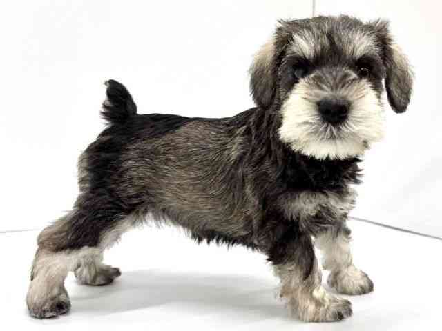 大阪府のミニチュアシュナウザー (ひごペットフレンドリーイオンタウン茨木太田店/2026年1月18日生まれ/女の子/ソルトペッパー)の子犬の3枚目の画像