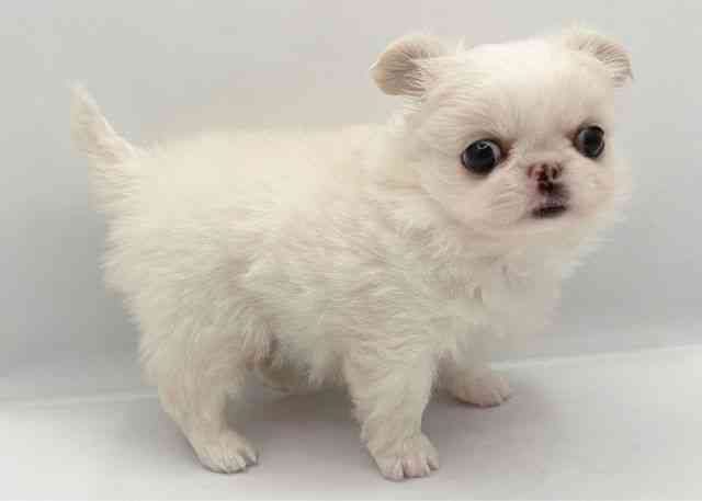 島根県のチワペキ/ペキチー/ペキチワ(チワワ×ペキニーズ) (ひごペットフレンドリーイオン松江ショッピングセンター店/2026年1月12日生まれ/女の子/ホワイト)の子犬の3枚目の画像