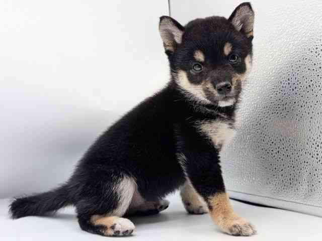 香川県の柴犬(標準サイズ) (ひごペットフレンドリーゆめタウン高松店/2026年1月18日生まれ/女の子/黒)の子犬の3枚目の画像