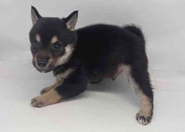 鳥取県の柴犬(標準サイズ) (ひごペットフレンドリーイオンモール鳥取北店/2026年1月18日生まれ/男の子/黒)の子犬の3枚目の画像