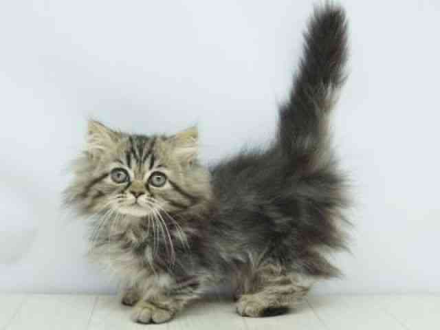 福岡県のマンチカン (ひごペットフレンドリーゆめタウン筑紫野店/2026年1月9日生まれ/女の子/ブラウンタビー)の子猫の3枚目の画像