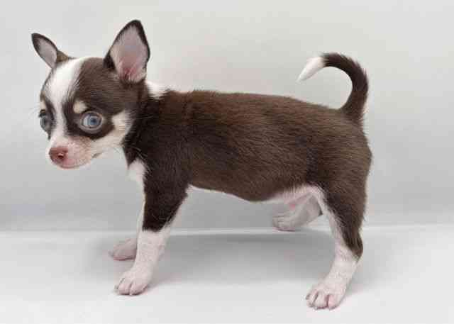 島根県のチワワ(スムース) (ひごペットフレンドリーイオン松江ショッピングセンター店/2026年1月13日生まれ/男の子/チョコレートタンホワイト)の子犬の3枚目の画像