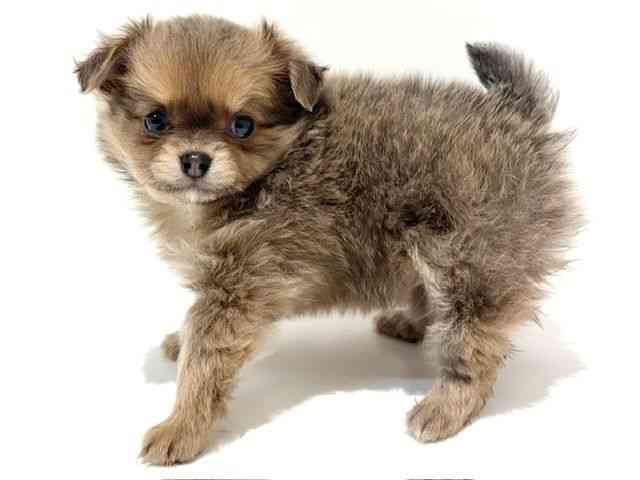 大阪府のポメチワ/チワポメ/ポメチー(ポメラニアン×チワワ) (ひごペットフレンドリーイオン高槻店/2026年1月19日生まれ/男の子/ブルーフォーン)の子犬の3枚目の画像