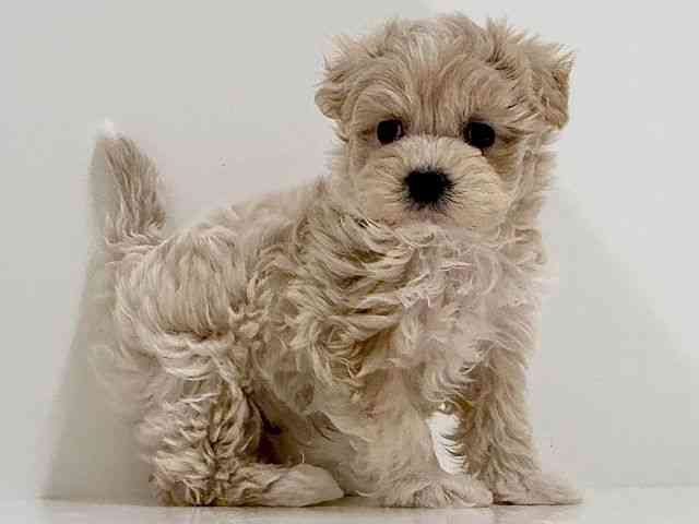 奈良県のキャバプー(キャバリア×プードル) (ひごペットフレンドリーイオンモール橿原ウエスト・ビレッジ店/2026年1月18日生まれ/男の子/クリームホワイト)の子犬の3枚目の画像