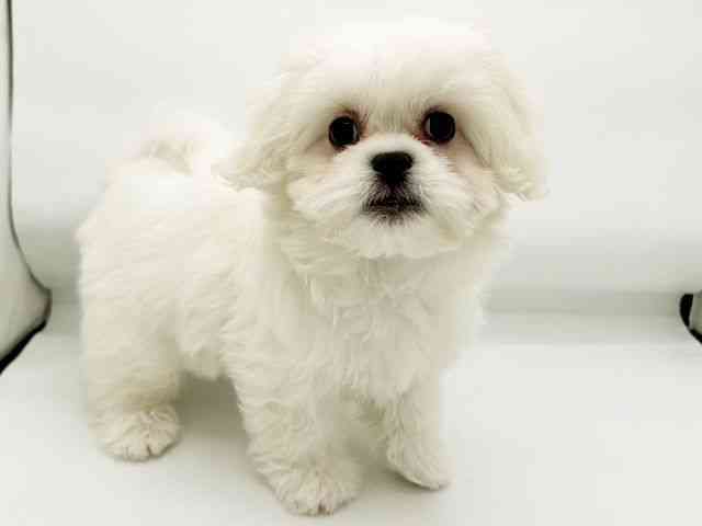 兵庫県のハーフ犬・ミックス犬 (ひごペットフレンドリーコロワ甲子園店/2026年1月10日生まれ/男の子/ホワイト)の子犬の3枚目の画像