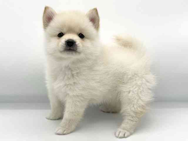 大阪府のポメ柴/豆ポメ/ポメ豆柴(ポメラニアン×柴犬) (ひごペットフレンドリーららぽーとEXPOCITY店/2026年1月18日生まれ/女の子/白)の子犬の3枚目の画像