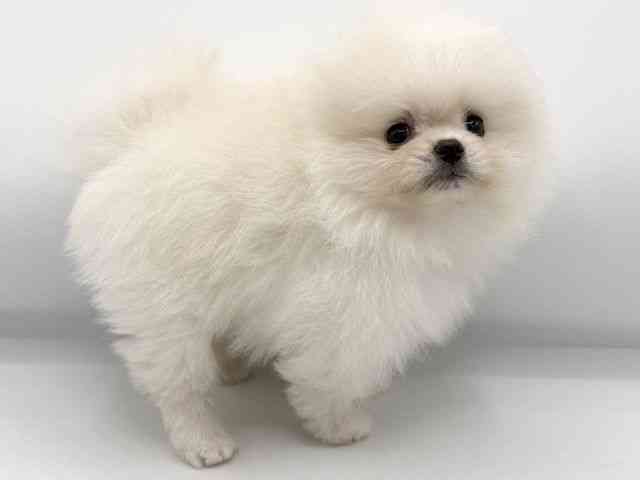 大阪府のポメラニアン (ひごペットフレンドリーららぽーとEXPOCITY店/2026年1月20日生まれ/男の子/クリーム)の子犬の3枚目の画像