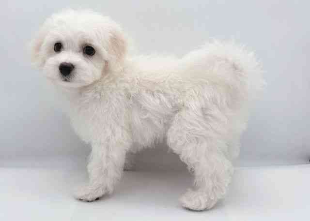 島根県のビションフリーゼ (ひごペットフレンドリーイオン松江ショッピングセンター店/2026年1月12日生まれ/男の子/ホワイト)の子犬の3枚目の画像