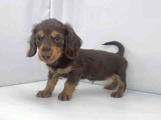 兵庫県のミニチュアダックスフンド(ロング) (ひごペットフレンドリーイオンタウン加古川店/2026年1月19日生まれ/女の子/チョコレートタン)の子犬の3枚目の画像