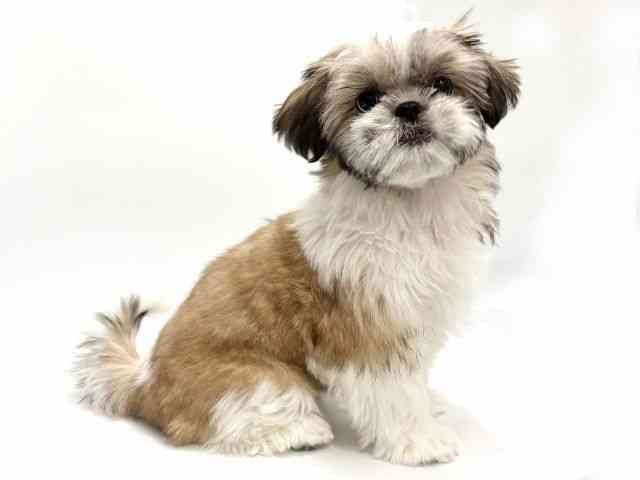 愛知県のシーズー (ひごペットフレンドリープライムツリー赤池店/2026年1月17日生まれ/女の子/ゴールドホワイト)の子犬の3枚目の画像