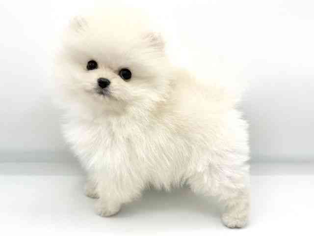 大阪府のポメラニアン (ひごペットフレンドリーららぽーとEXPOCITY店/2026年1月16日生まれ/男の子/クリーム)の子犬の3枚目の画像