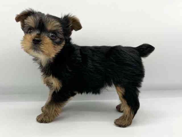 大阪府のヨークシャーテリア (ひごペットフレンドリーららぽーとEXPOCITY店/2026年1月18日生まれ/女の子/スチールブルータン)の子犬の3枚目の画像