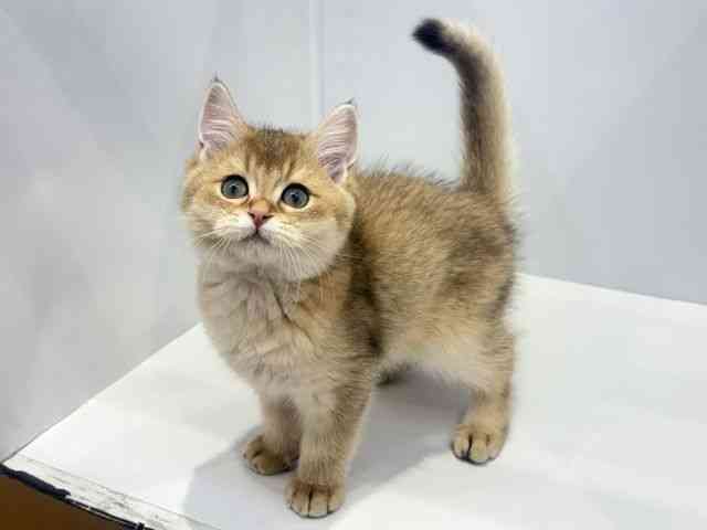 大阪府のブリティッシュショートヘアー (ひごペットフレンドリーセブンパーク天美店/2026年1月20日生まれ/男の子/ゴールデン)の子猫の3枚目の画像