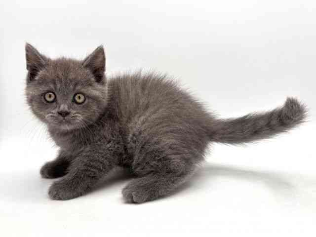 奈良県のスコティッシュフォールド (ひごペットフレンドリー田原本店/2026年1月20日生まれ/男の子/ブルー)の子猫の3枚目の画像