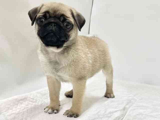 高知県のパグ (ひごペットフレンドリーイオンモール高知店/2026年1月22日生まれ/男の子/フォーン)の子犬の3枚目の画像