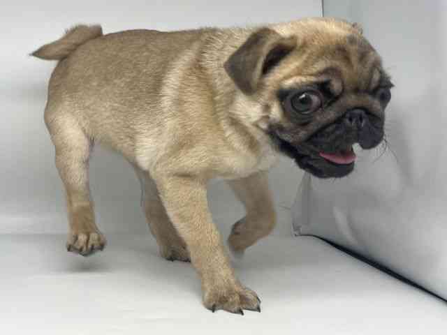 徳島県のパグ (ひごペットフレンドリーゆめタウン徳島店/2026年1月22日生まれ/女の子/フォーン)の子犬の3枚目の画像