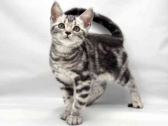 大阪府のアメリカンショートヘアー (ひごペットフレンドリー東淀川店/2026年1月11日生まれ/男の子/シルバータビー)の子猫の3枚目の画像