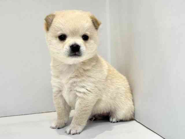 大阪府のチワ柴/柴チワ/チワシバ(チワワ×柴) (ひごペットフレンドリーセブンパーク天美店/2026年1月25日生まれ/男の子/クリーム)の子犬の3枚目の画像