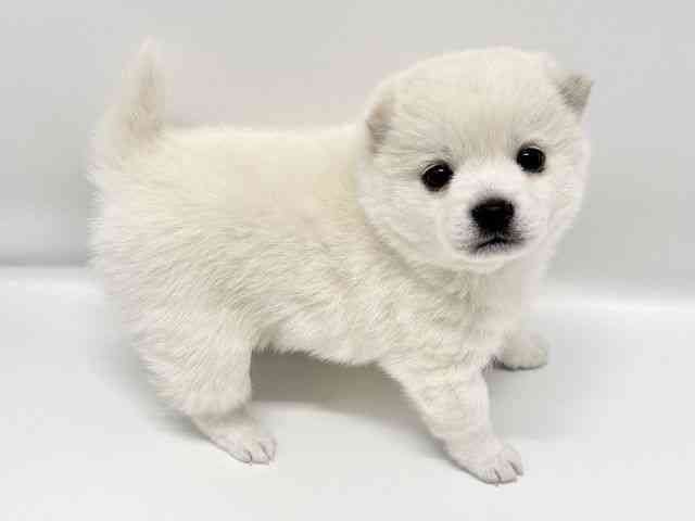 大阪府のチワ柴/柴チワ/チワシバ(チワワ×柴) (ひごペットフレンドリーイオンタウン豊中庄内店/2026年1月25日生まれ/女の子/クリーム)の子犬の3枚目の画像