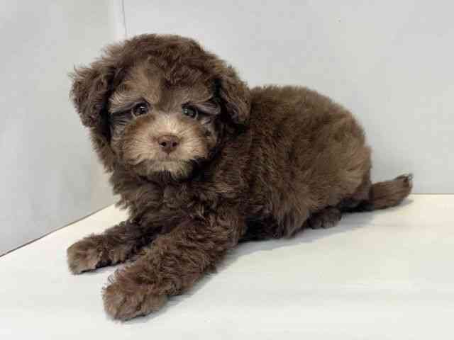 大阪府のトイプードル(トイ) (ひごペットフレンドリーセブンパーク天美店/2026年1月25日生まれ/男の子/シルバーベージュ)の子犬の3枚目の画像