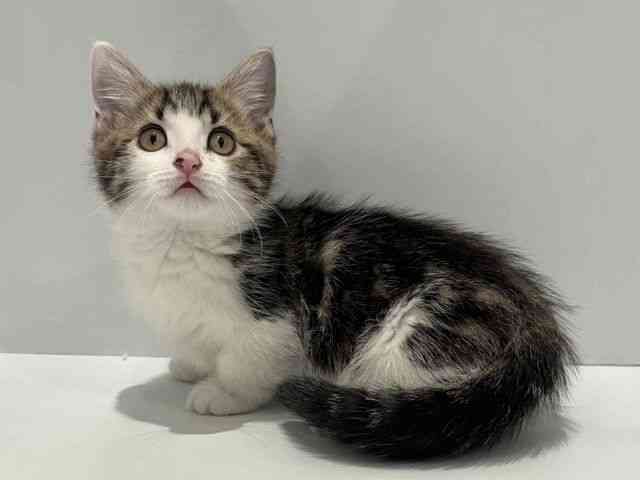 大阪府のミヌエット (ひごペットフレンドリーセブンパーク天美店/2025年12月30日生まれ/男の子/ブラウンタビーホワイト)の子猫の3枚目の画像