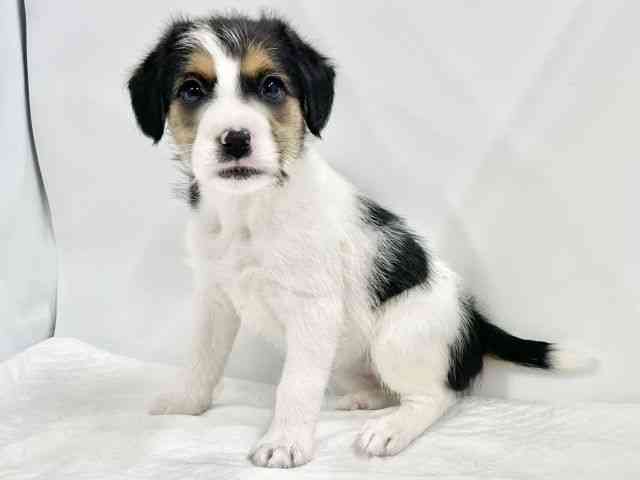 高知県のジャックラッセルテリア (ひごペットフレンドリーイオンモール高知店/2026年1月24日生まれ/女の子/ホワイトブラックタン)の子犬の3枚目の画像