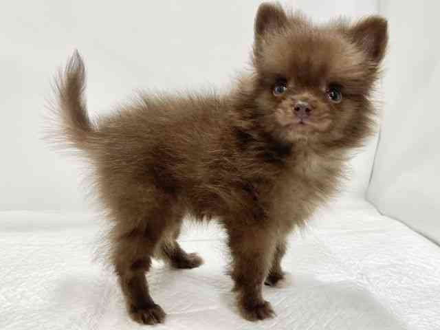 高知県のポメラニアン (ひごペットフレンドリーイオンモール高知店/2026年1月25日生まれ/女の子/チョコレート)の子犬の3枚目の画像