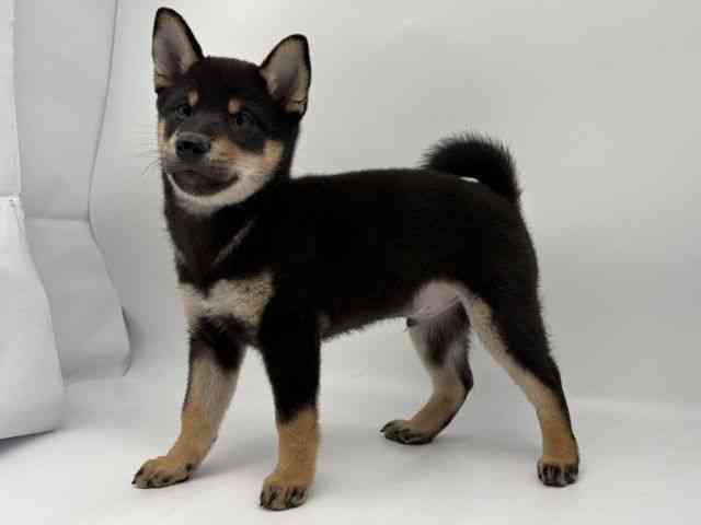 島根県の柴犬(標準サイズ) (ひごペットフレンドリーイオンモール出雲店/2026年1月25日生まれ/男の子/黒)の子犬の3枚目の画像