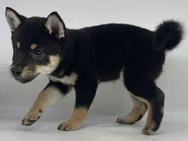 徳島県の柴犬(標準サイズ) (ひごペットフレンドリーゆめタウン徳島店/2026年1月25日生まれ/女の子/黒)の子犬の3枚目の画像