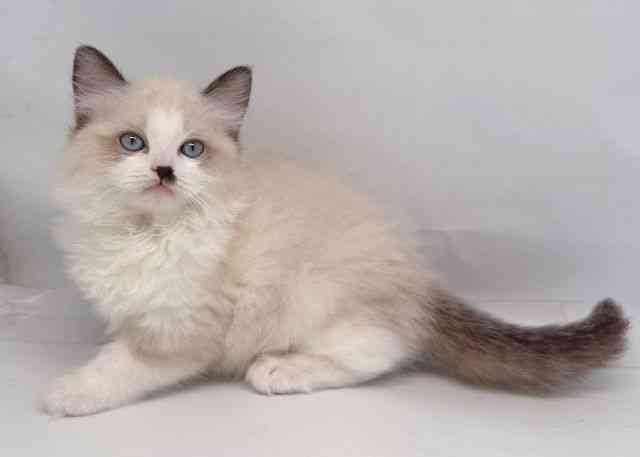 鳥取県のラグドール (ひごペットフレンドリーイオンモール鳥取北店/2026年1月24日生まれ/男の子/シールポイントバイカラー)の子猫の3枚目の画像