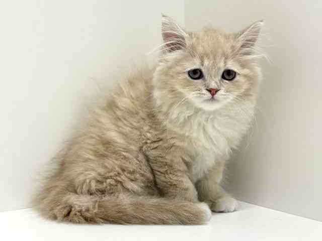 大阪府のラガマフィン (ひごペットフレンドリーくずはモール店/2026年1月25日生まれ/男の子/クリームタビーホワイト)の子猫の3枚目の画像