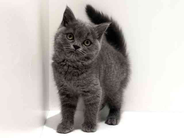 大阪府のブリティッシュショートヘアー (ひごペットフレンドリーイオン高槻店/2026年1月25日生まれ/女の子/ブルー)の子猫の3枚目の画像