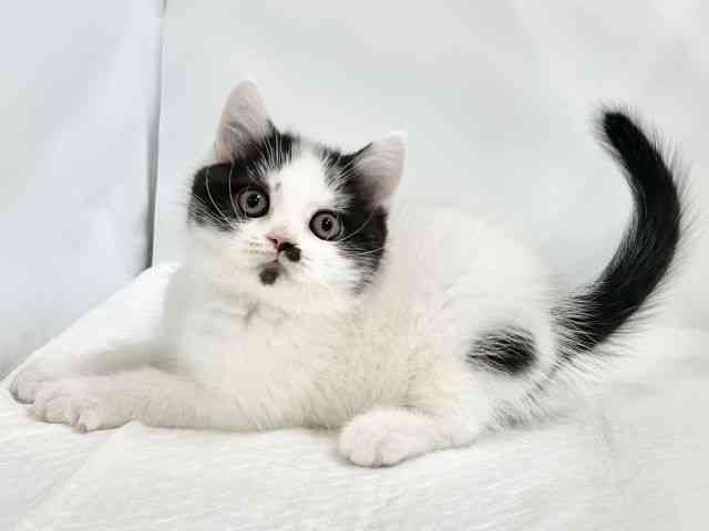 高知県のブリティッシュショートヘアー (ひごペットフレンドリーイオンモール高知店/2026年1月25日生まれ/男の子/ブラックホワイト)の子猫の3枚目の画像