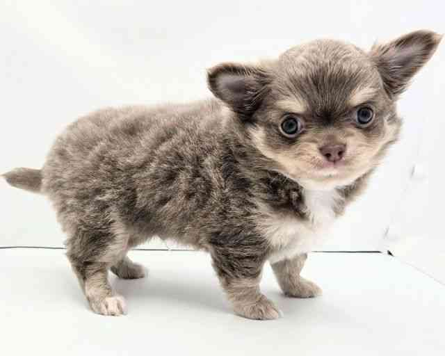 兵庫県のチワワ(ロング) (ひごペットフレンドリークラウンパーク伊丹店/2026年1月25日生まれ/男の子/イザベラタン)の子犬の3枚目の画像