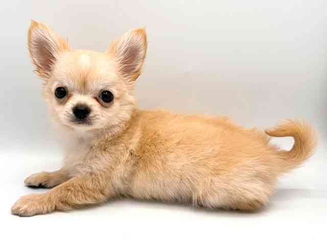 奈良県のチワワ(ロング) (ひごペットフレンドリー田原本店/2026年1月25日生まれ/男の子/クリーム)の子犬の3枚目の画像