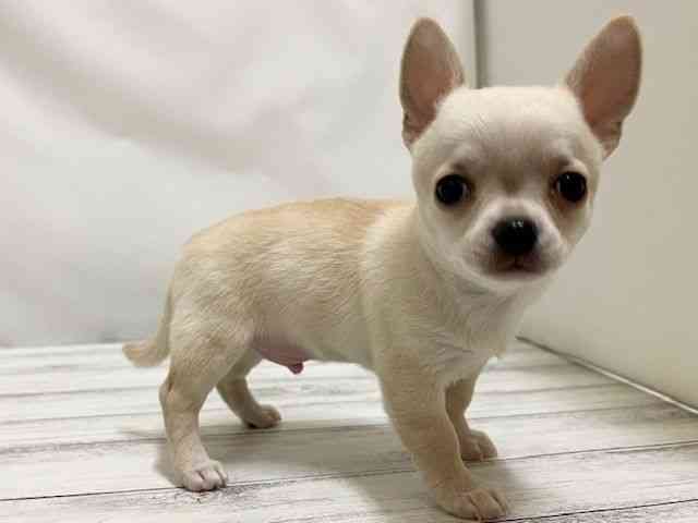 和歌山県のチワワ(スムース) (ひごペットフレンドリーパームシティ和歌山店/2026年1月23日生まれ/男の子/クリーム)の子犬の3枚目の画像