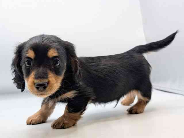 香川県のカニンヘンダックスフンド(ロング) (ひごペットフレンドリーゆめタウン高松店/2026年1月23日生まれ/男の子/ブラックタン)の子犬の3枚目の画像