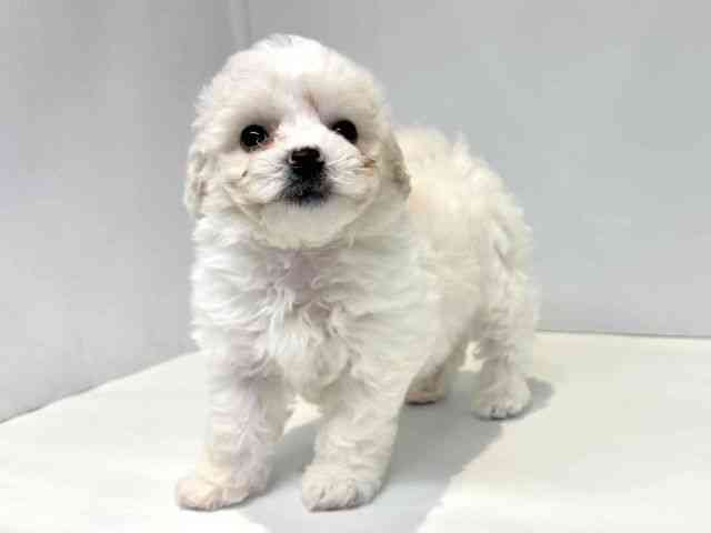 大阪府のビションフリーゼ (ひごペットフレンドリーセブンパーク天美店/2026年1月20日生まれ/女の子/ホワイト)の子犬の3枚目の画像