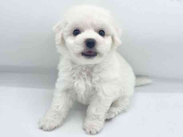 大阪府のビションフリーゼ (ひごペットフレンドリーららぽーとEXPOCITY店/2026年1月20日生まれ/女の子/ホワイト)の子犬の3枚目の画像