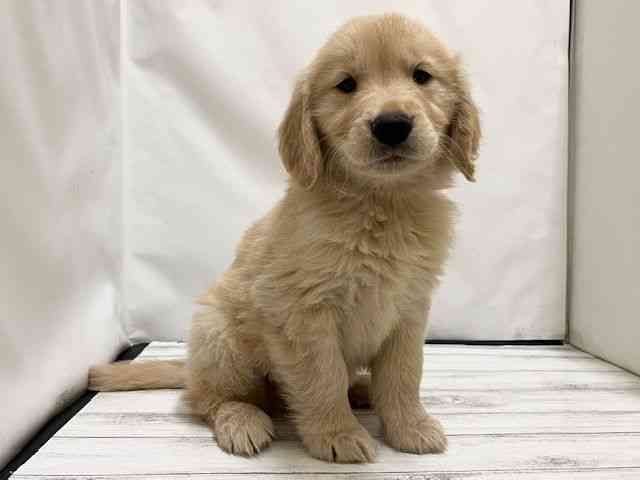 和歌山県のゴールデンレトリバー (ひごペットフレンドリーパームシティ和歌山店/2026年1月24日生まれ/男の子/ゴールデン)の子犬の3枚目の画像