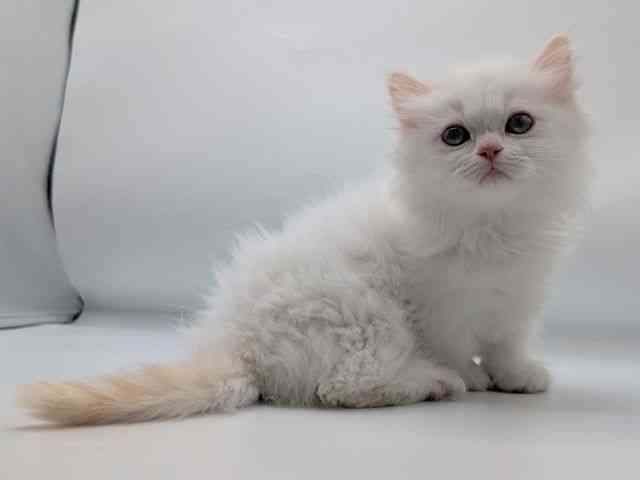 香川県のミヌエット (ひごペットフレンドリーゆめタウン高松店/2026年1月18日生まれ/男の子/カメオタビーホワイト)の子猫の3枚目の画像