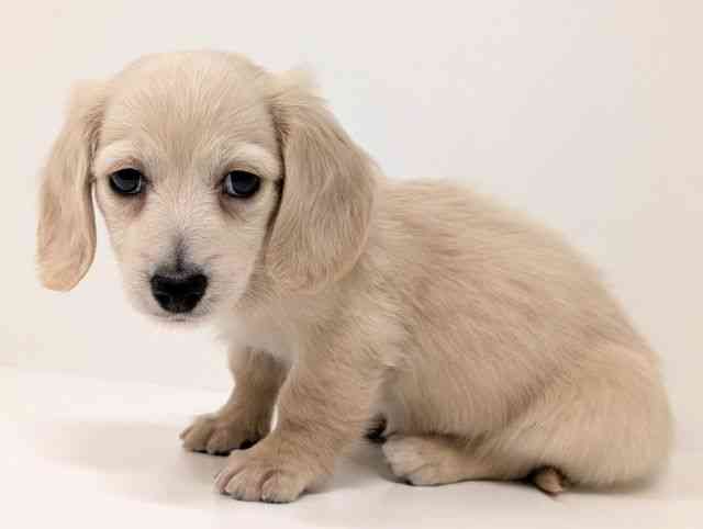 福岡県のミニチュアダックスフンド(ロング) (ひごペットフレンドリーリバーウォーク北九州店/2026年1月23日生まれ/男の子/イエロー)の子犬の3枚目の画像